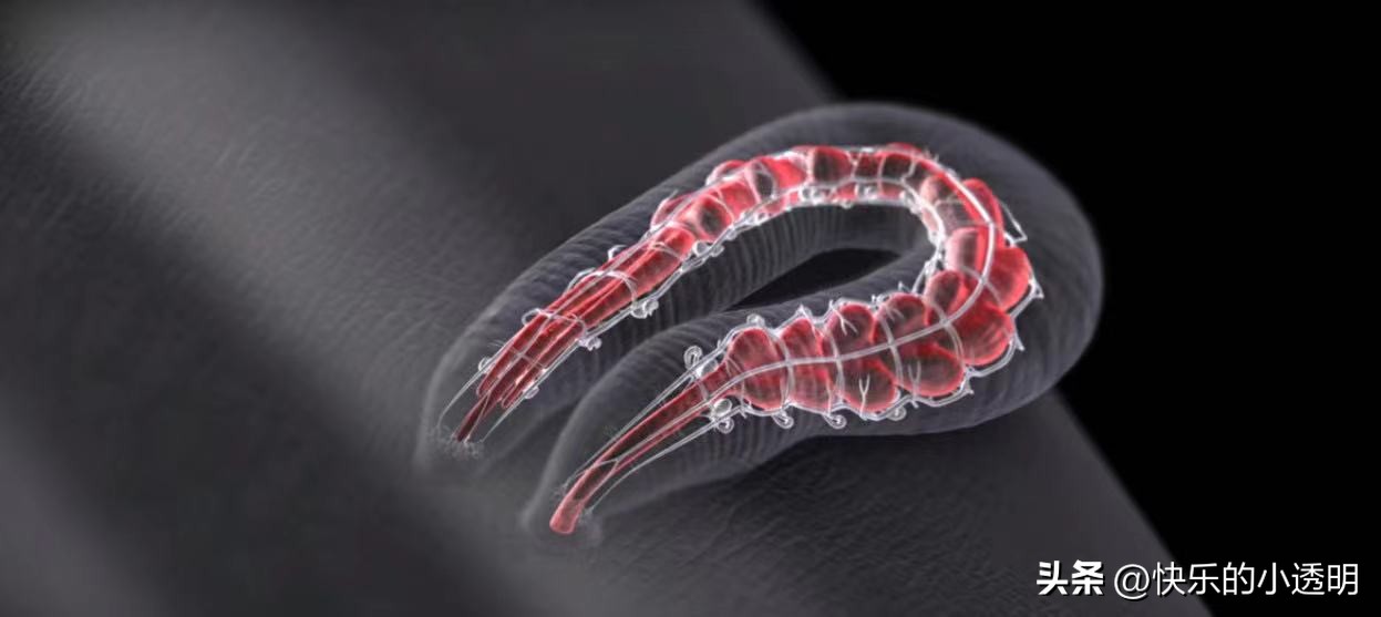 如果蚂蟥吃进肚子里能长期存活吗,蚂蟥食入体内能存活吗