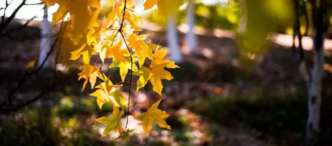 你读过哪些仅凭半句就封神的诗词,盘点那些仅凭半句封神的古诗词