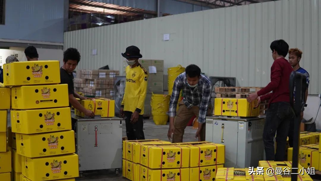 真的榴莲自由了！在泰国榴莲工厂干饭，幸福的泪水从嘴角流下来