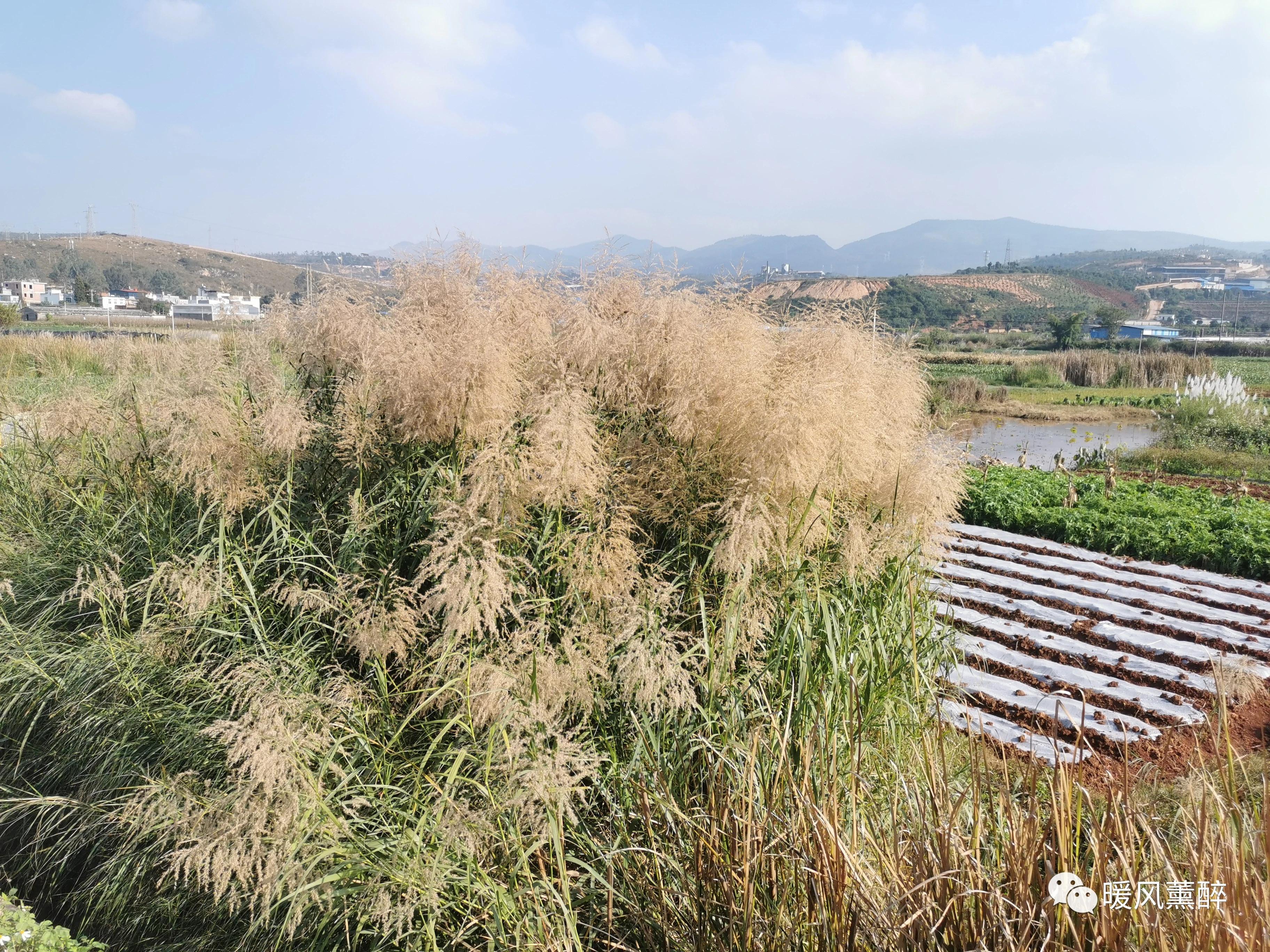 喝茶是修身养性,喝茶是质感生活的开端