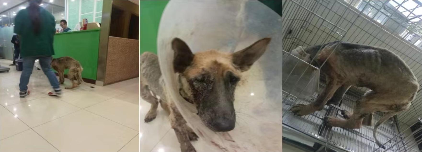 妈咪爱免疫营养宠物日粮挑战重度非健康犬实例