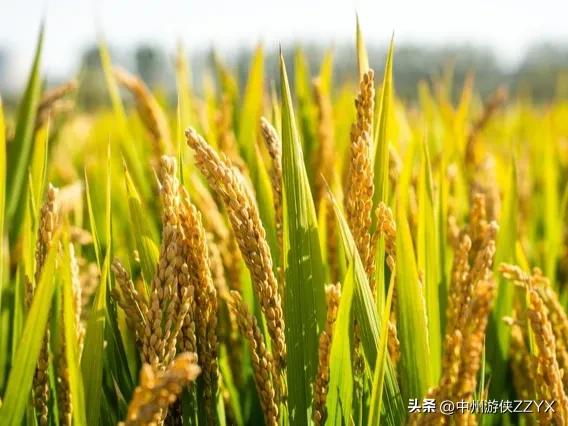 南阳盆地和四川盆地的相似,科普南阳盆地