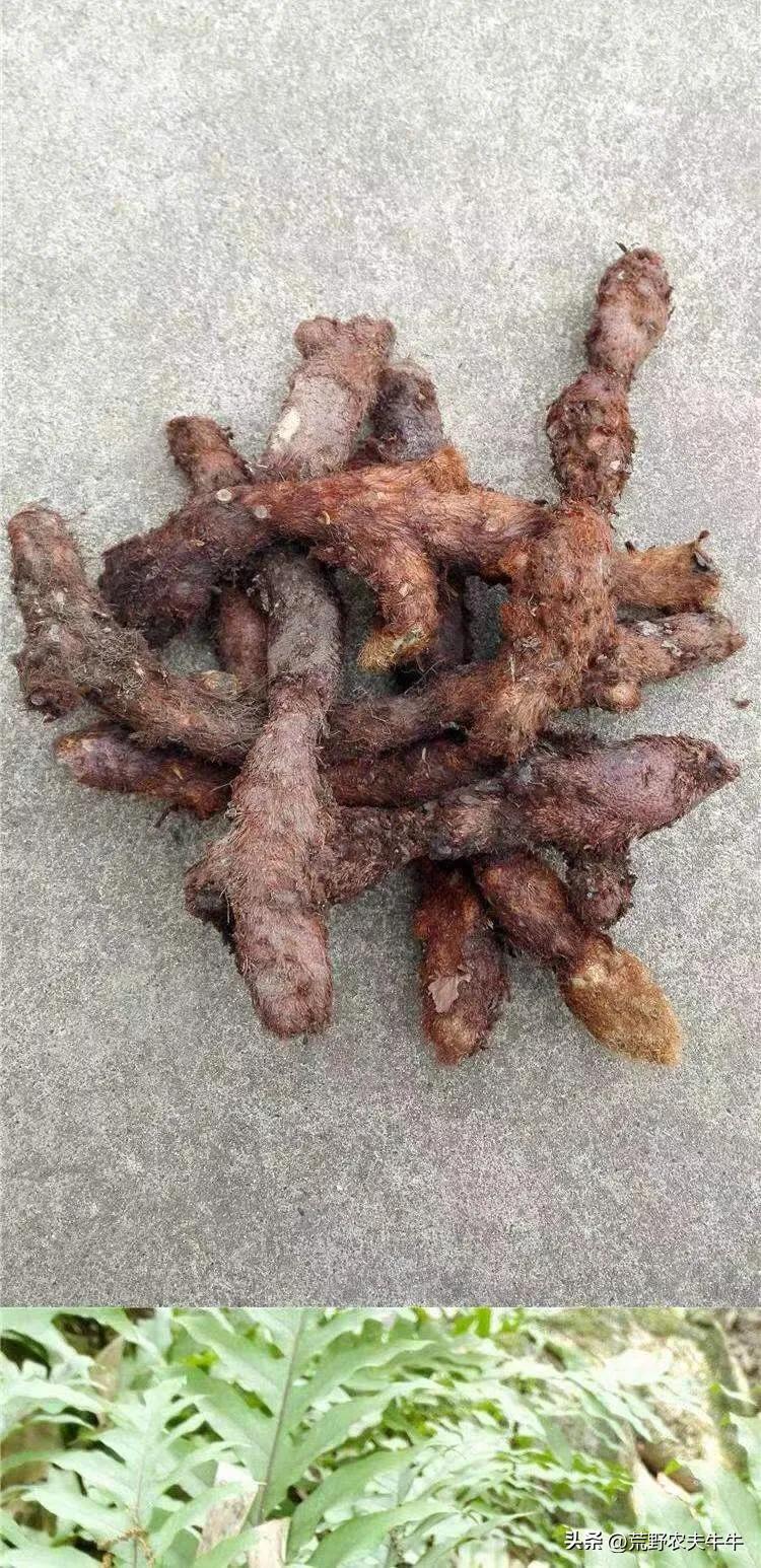 骨碎补的种类图,骨碎补最早记载