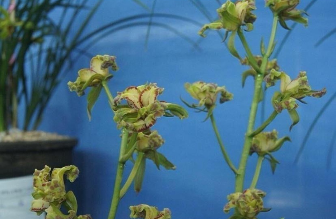 兰花好运牡丹怎么养,兰花华贵牡丹