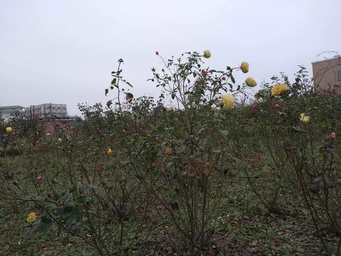 画与景,幼儿长卷画景