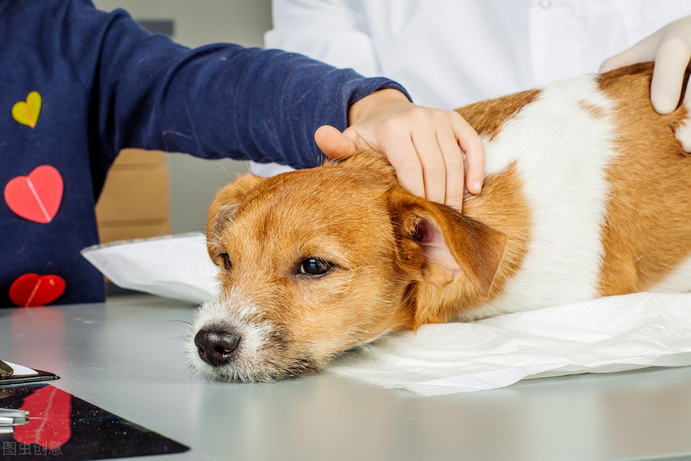 狗狗忽然不吃东西无精打采怎么办,狗狗忽然不吃狗粮