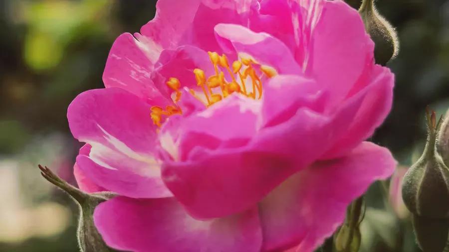 华为mate40是麒麟9000处理器吗,华为mate40pro有没有麒麟9000