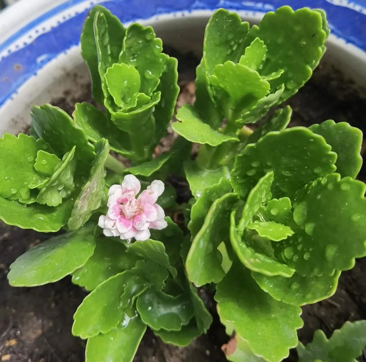 高温天气盼雨来,高温的炙烤