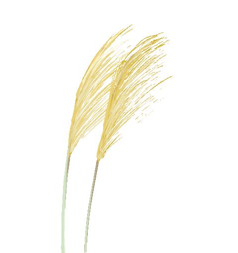 爸爸我想对您说优秀作文,小学作文优秀爸爸