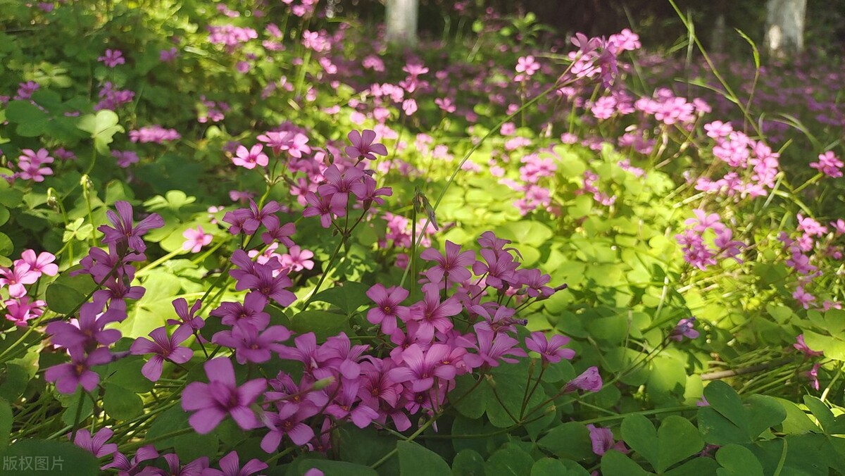 童年的水晶小萝卜长什么样,儿时零食甜甜的像萝卜干