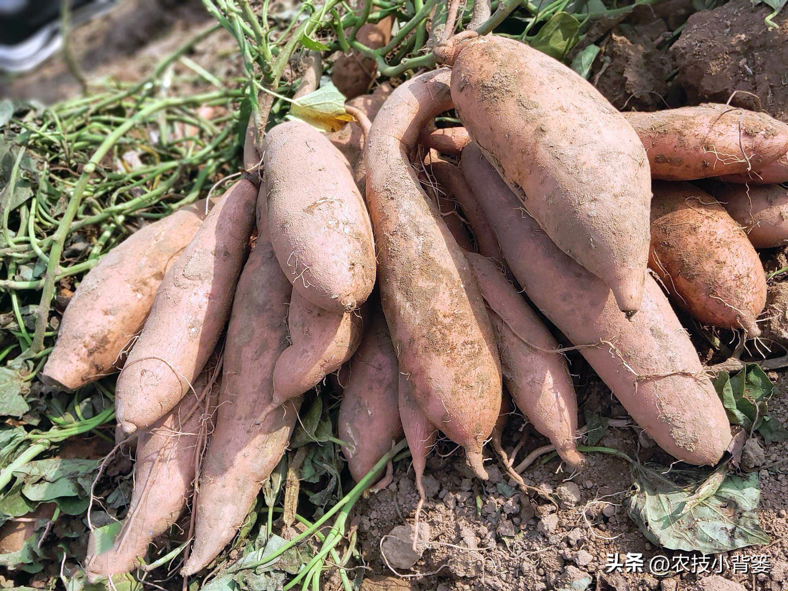 大棚种瓜的方法和技巧,使用什么药物才能让地瓜高产
