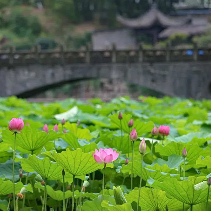 荷你有约周末去武隆逛荷花节可好,今夏荷你有约新余已开启赏荷模式