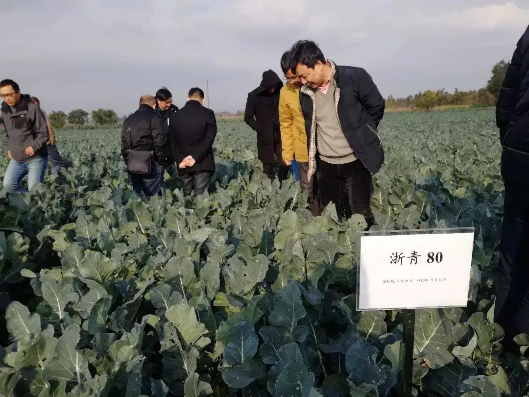 日本垄断西蓝花种子，一年赚取农民几十亿，我国正在加快国产化