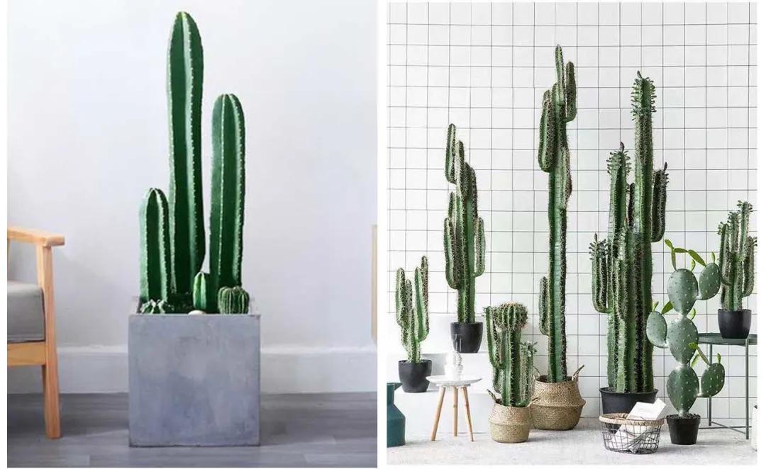 家居绿植可不能随便摆~