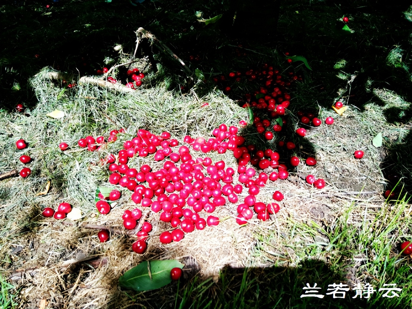 澳洲·墨尔本：到酒庄免费品酒，付5澳元到樱桃园吃到撑