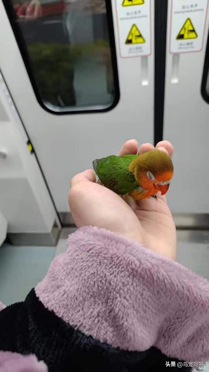 鹦鹉带标识和不带标识的区别,不小心买了违法鹦鹉怎么办