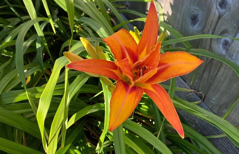 和康乃馨相似的花有哪些,康乃馨花期长又好养的花