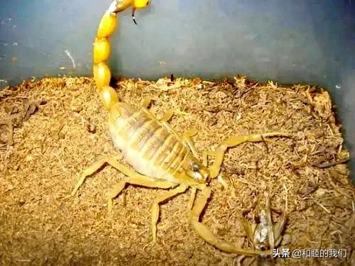蝎子毒不死人吗,蝎子的毒有几种