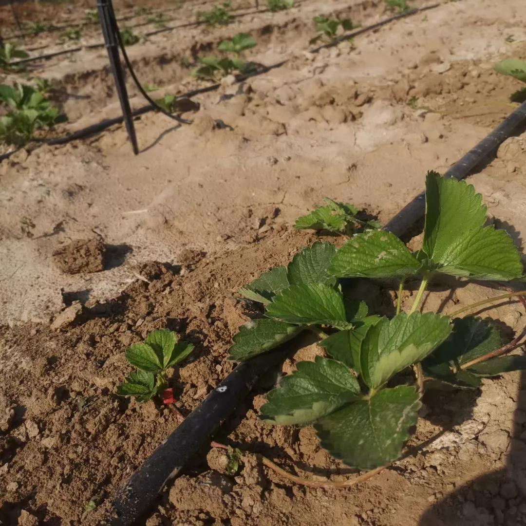 厌倦了城市生活回农村生活,厌烦了城市生活的句子