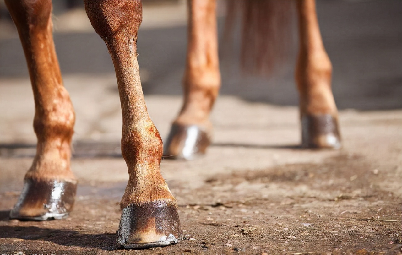 马为啥要有马蹄铁,马为什么需要钉马钉