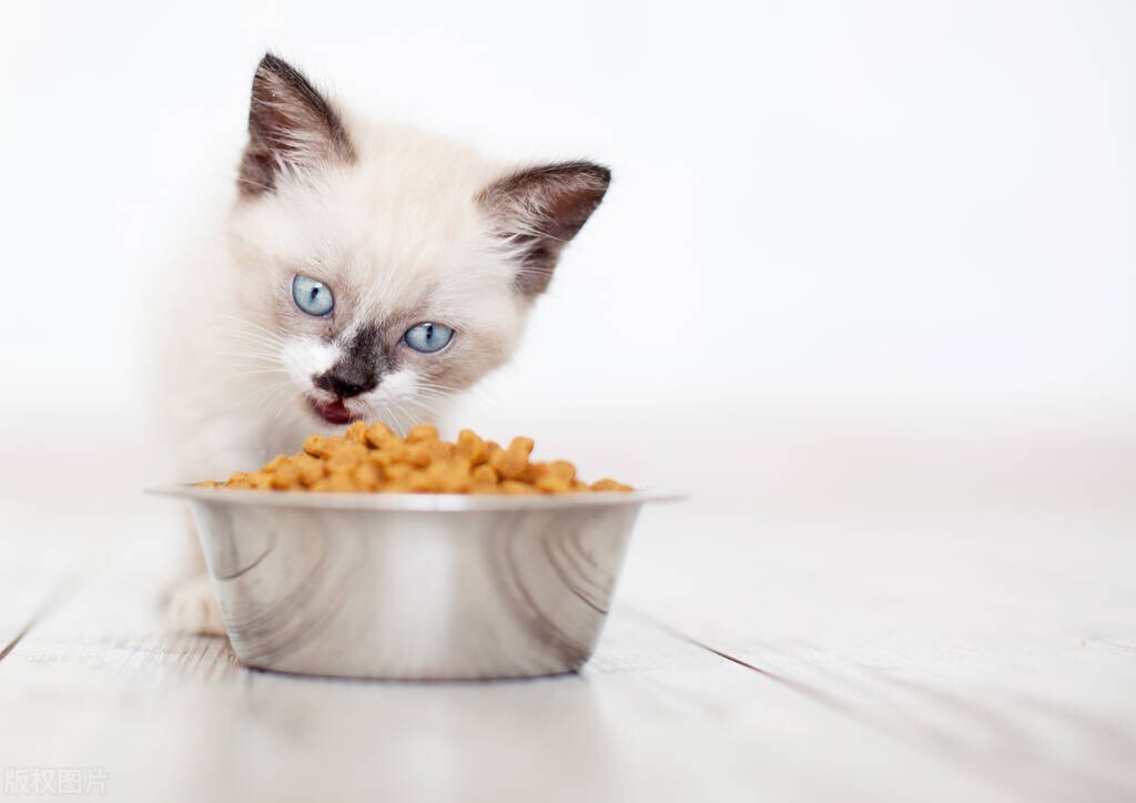 猫咪罐头哪些好,猫咪吃什么样的猫罐头比较好