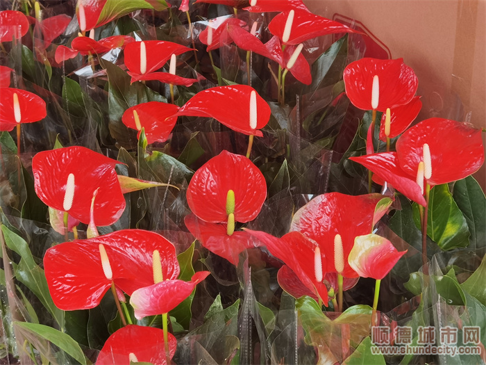 逛花街顺德,逛花街的视频