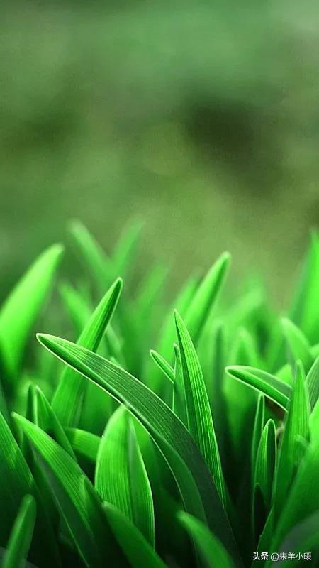 最美的手机壁纸大全,养眼养心的壁纸