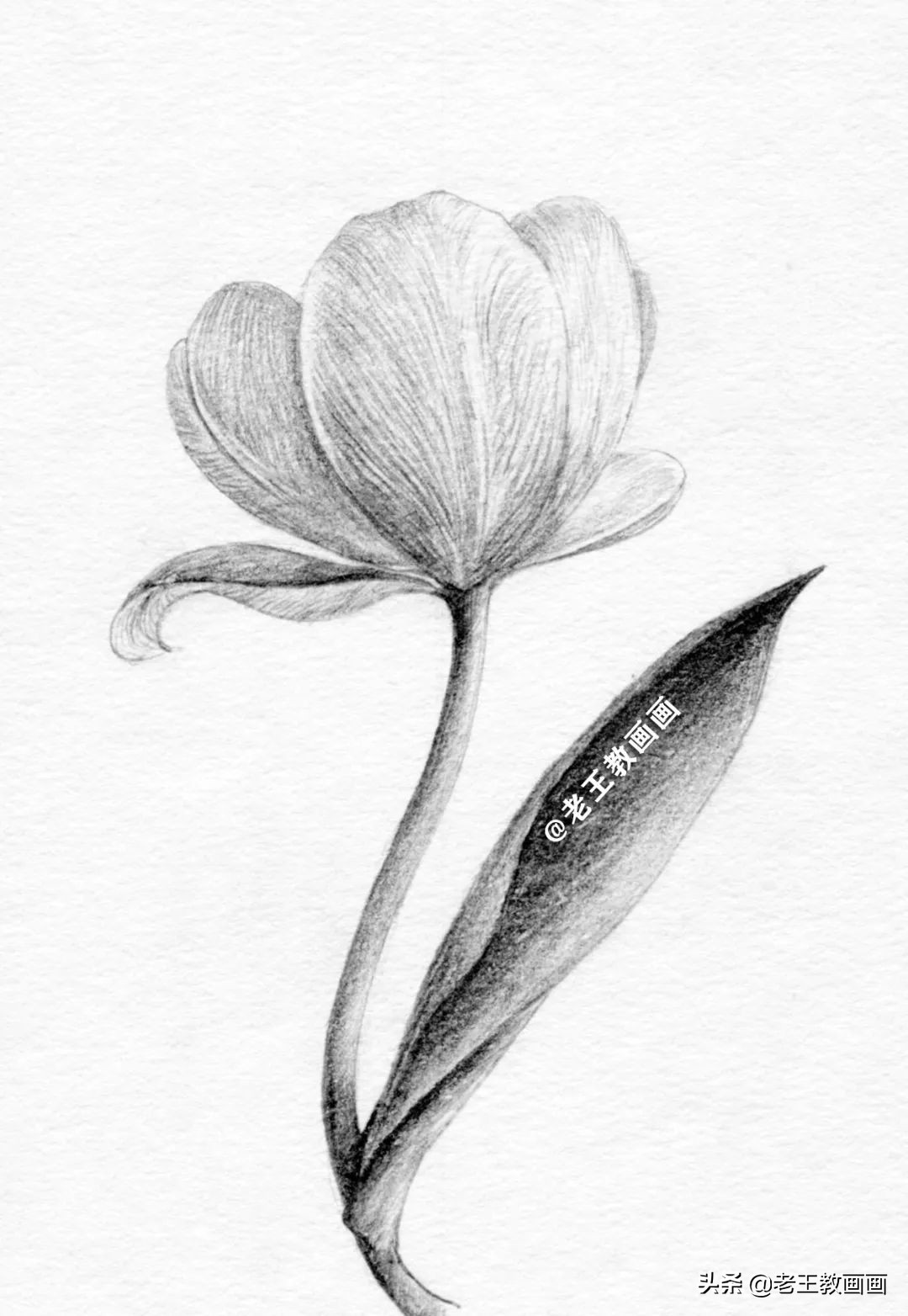 用铅笔画一幅花儿草儿真美丽的画,花儿风景画铅笔画