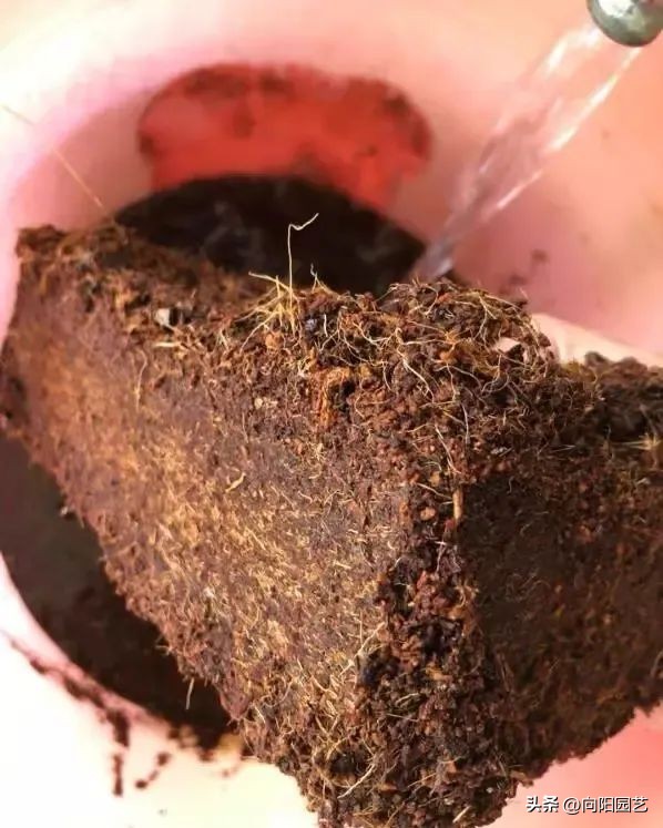 椰糠土便宜和贵的,椰糠加园林土