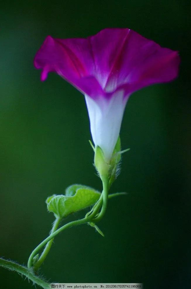这二十幅极品花卉越看越醉,超好看又耐看的花卉图