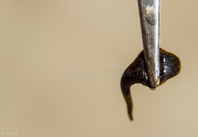 蚂蟥被人吃进去会如何,误食蚂蟥多久会有反应