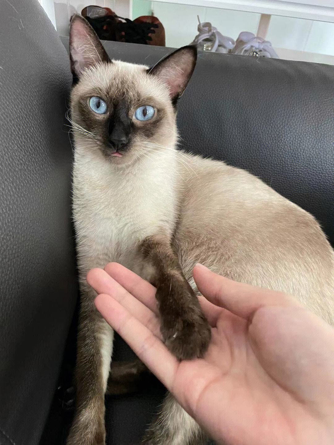 为什么越来越多人喜欢养橘猫,为什么养暹罗猫要有田园猫