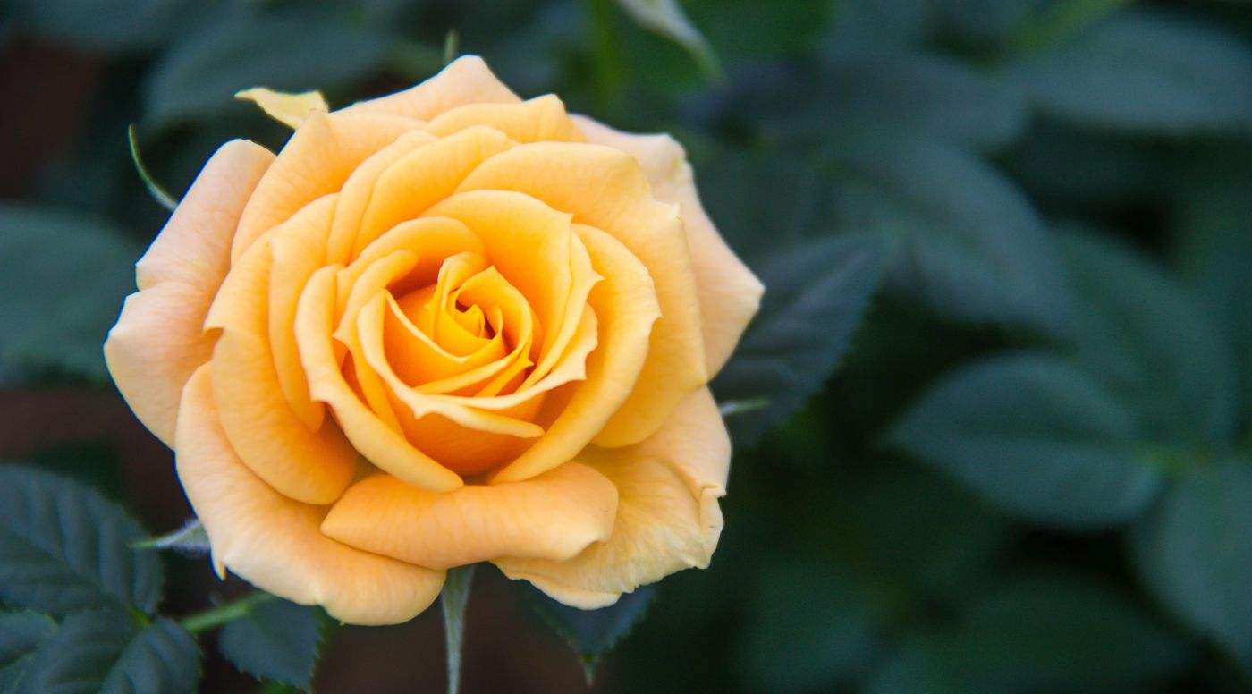 送朋友情人节花语大全,红色康乃馨情人节花语