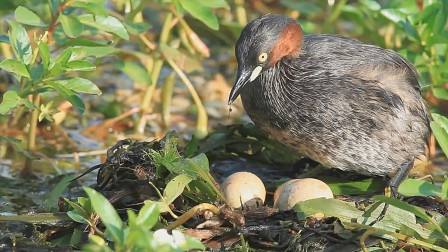 我们必须要改变瓶子的设计，不然这些甲虫就要绝种了