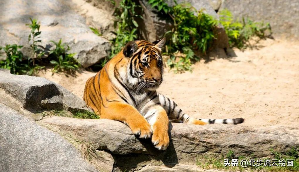 如何画老虎简笔画步骤,老虎数字简笔画步骤