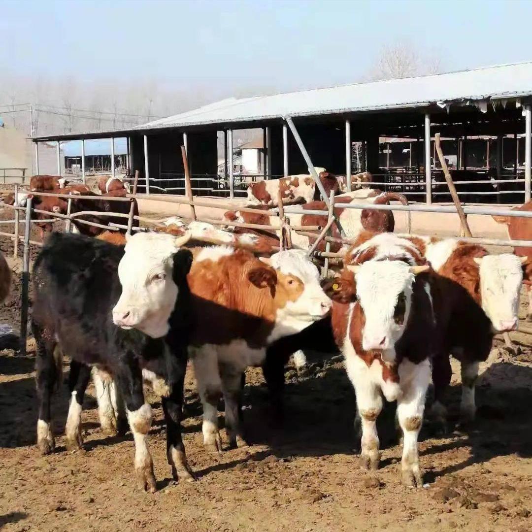 大叔创业亏百万靠帮人省钱逆袭,大叔坚持养殖创业4年