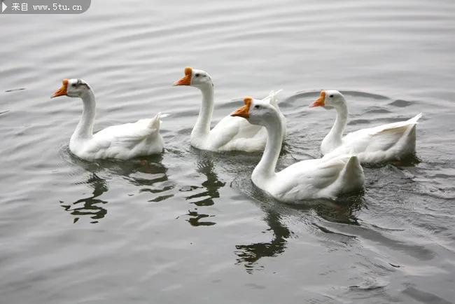 散文三只鹅,关于鹅的散文