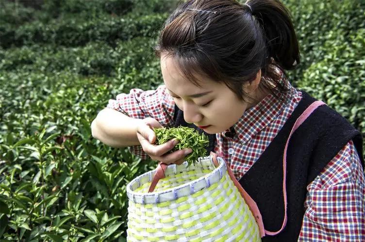 茶产业前景,茶产业高质量发展