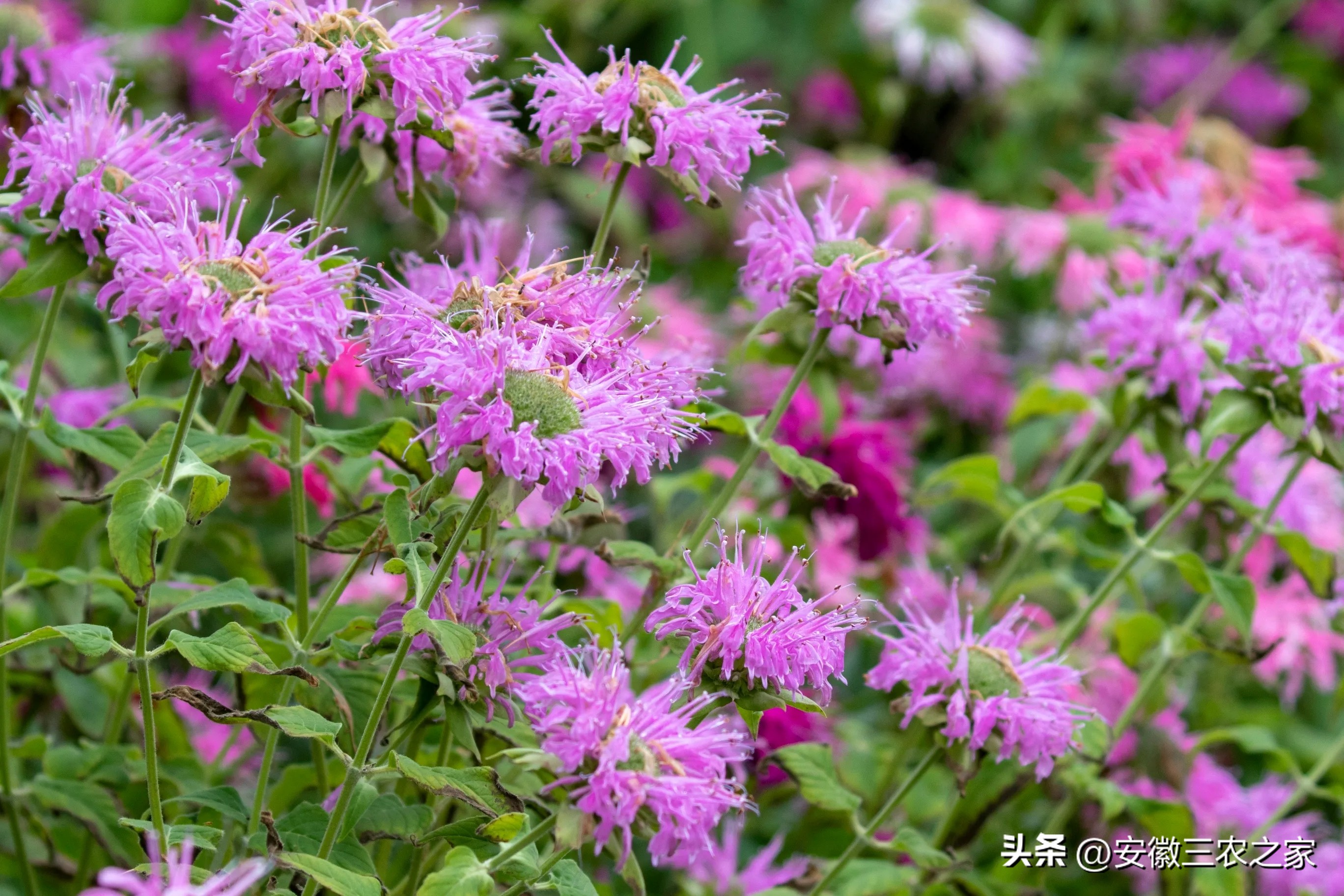 旱地种薄荷一亩收入,种100亩薄荷一年能挣多少钱