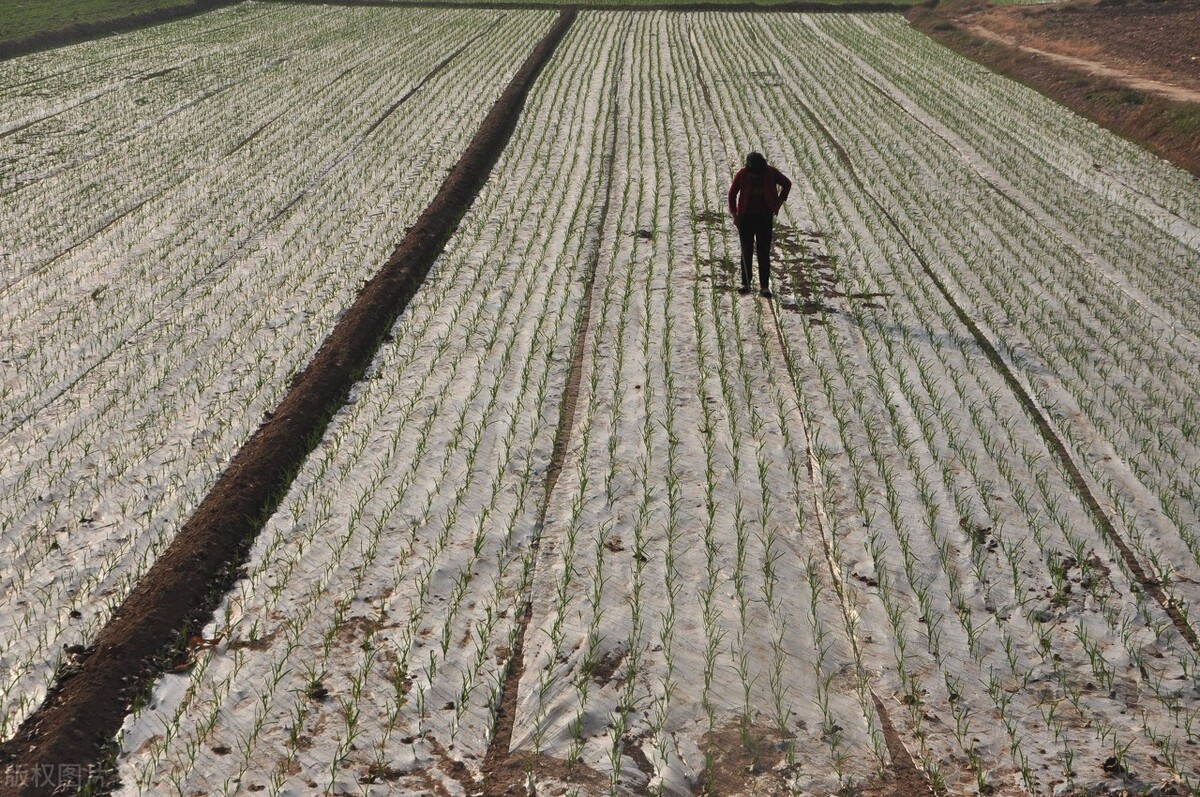 霜降种植大蒜晚吗,露地大蒜怎样才能安全越冬