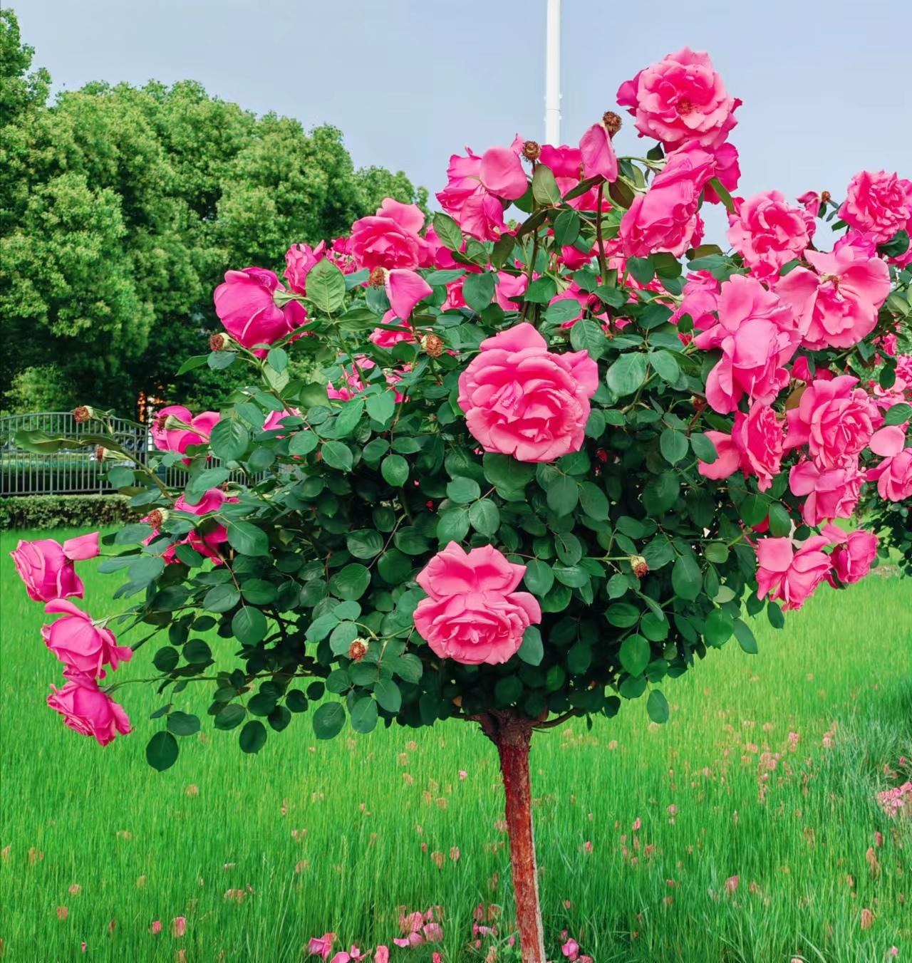 高杆月季素材,高杆月季五公分
