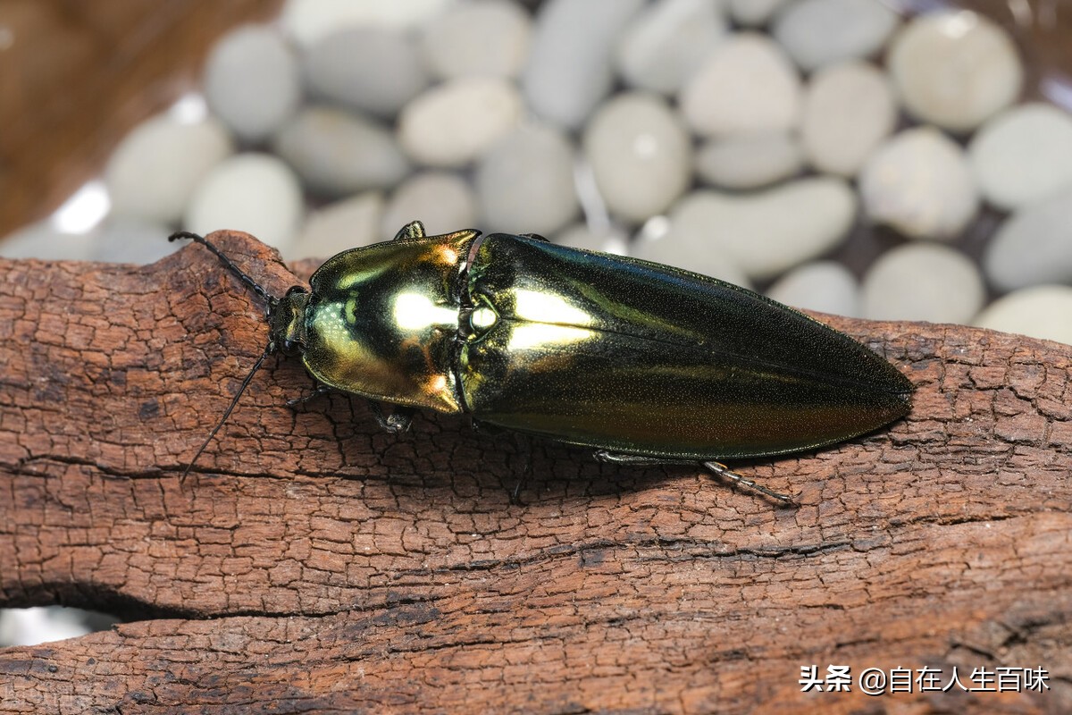 农村常见的虫子各叫什么名字,农村房子里面常见的虫子有哪些