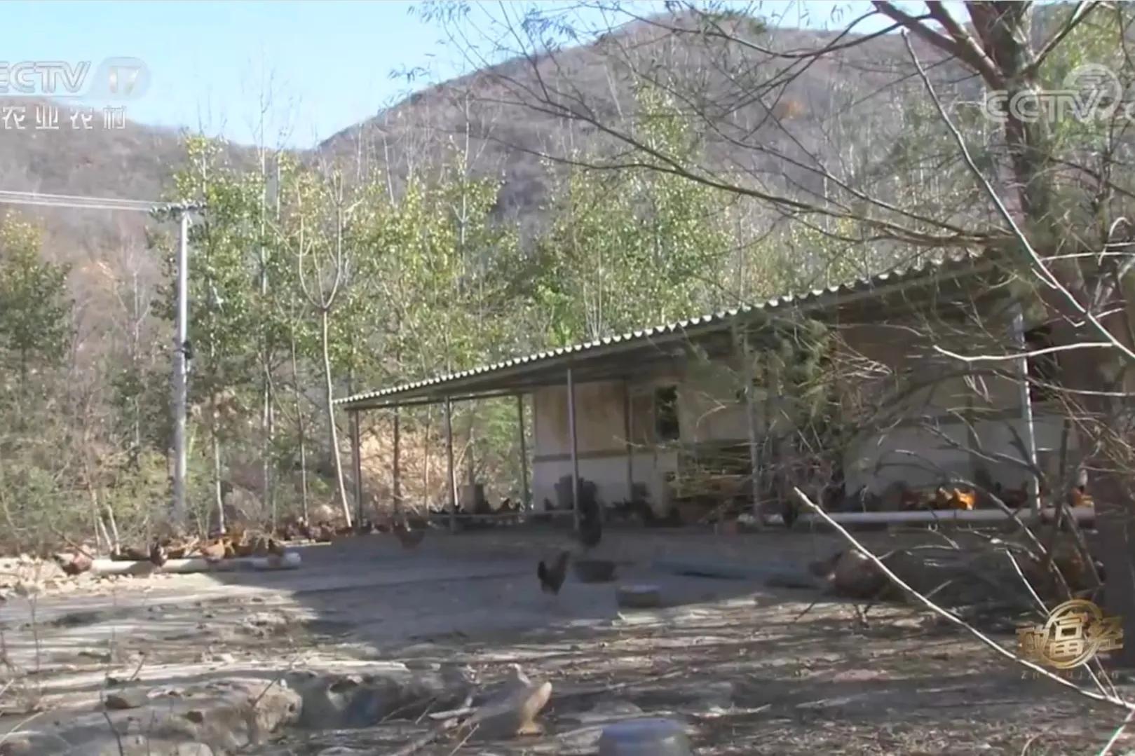 200亩荒山变成聚宝盆,荒山摇身一变成村民聚宝盆