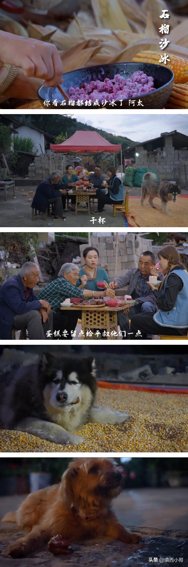 美丽的红宝石石榴,一席一果