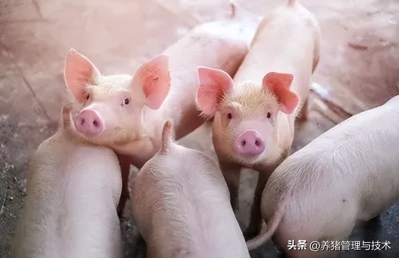 卡巴匹林钙在养猪生产中的运用技术