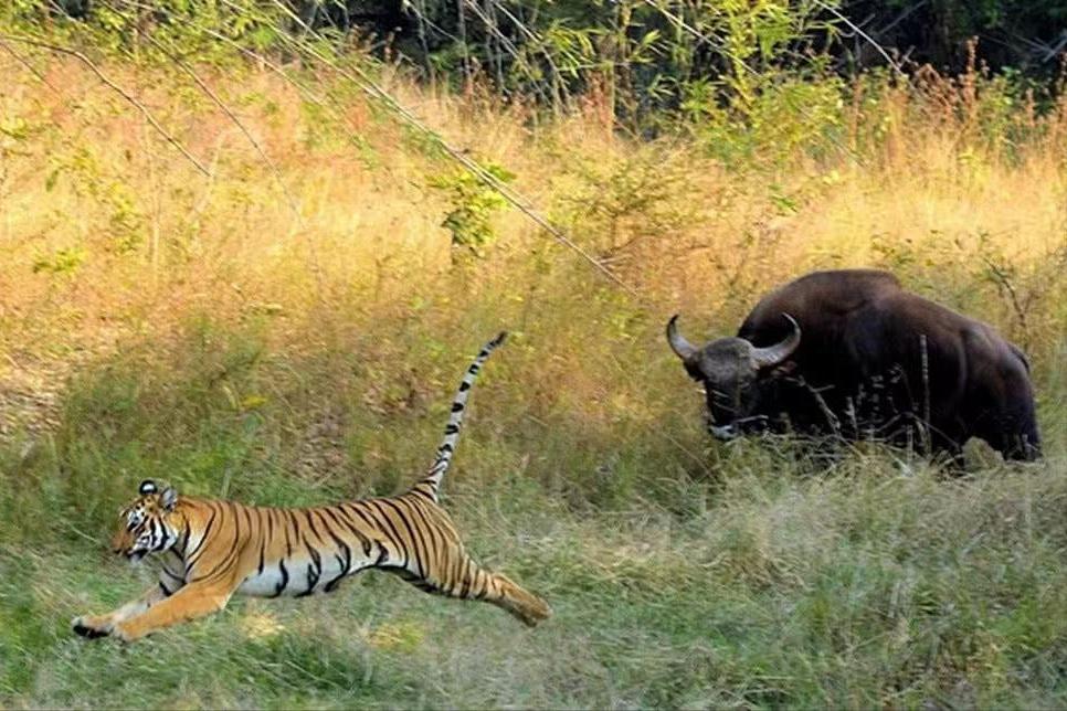 老虎可以单杀野牛，为什么两只狮子都很难搞定？狮子不如老虎？