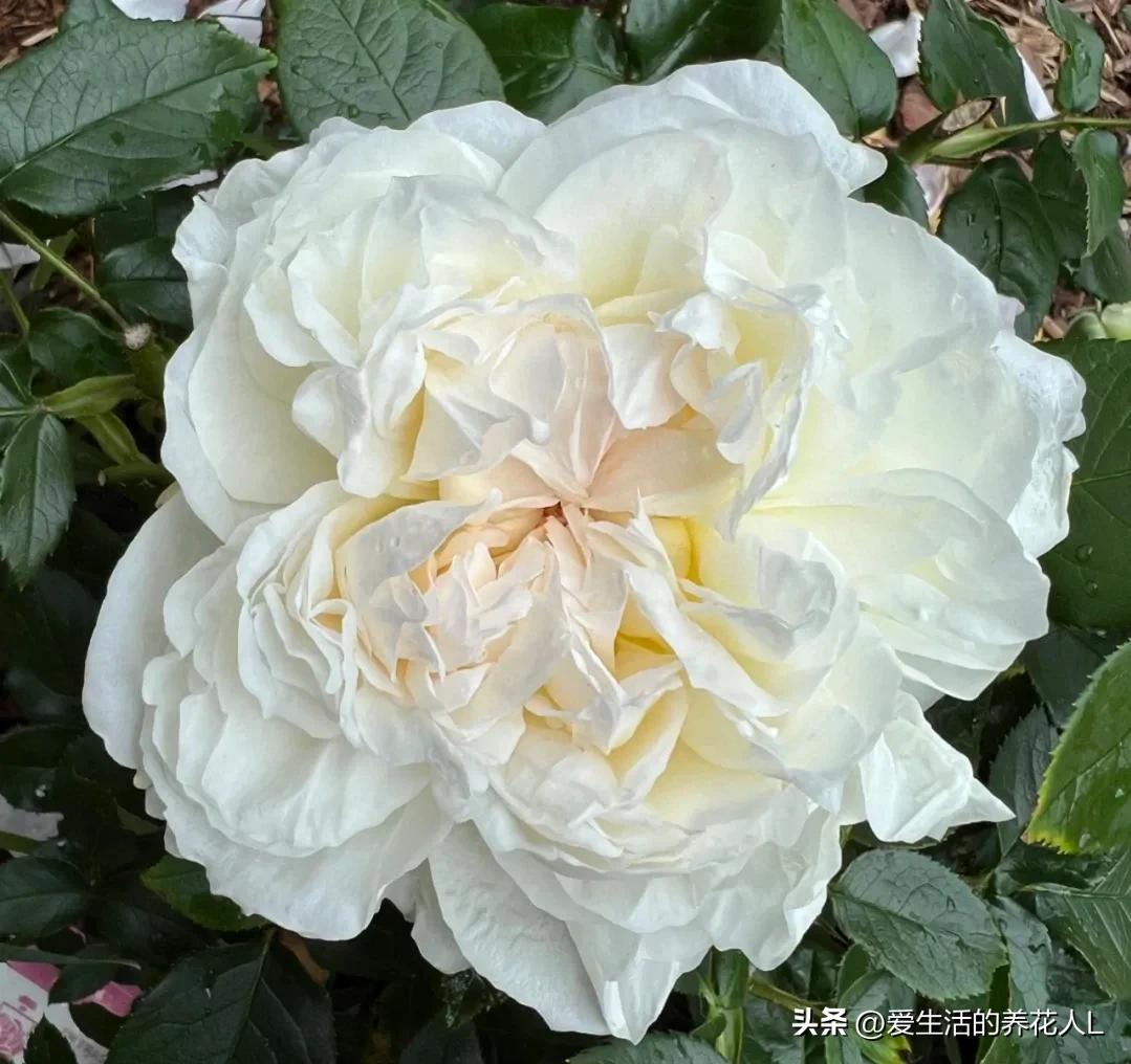 五彩斑斓颜色艳丽的月季花图片,各种色彩缤纷艳丽的月季花图片