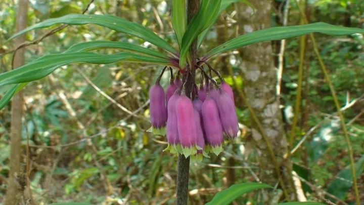 150种常见药用植物大全,150余种常见药用植物花期组图
