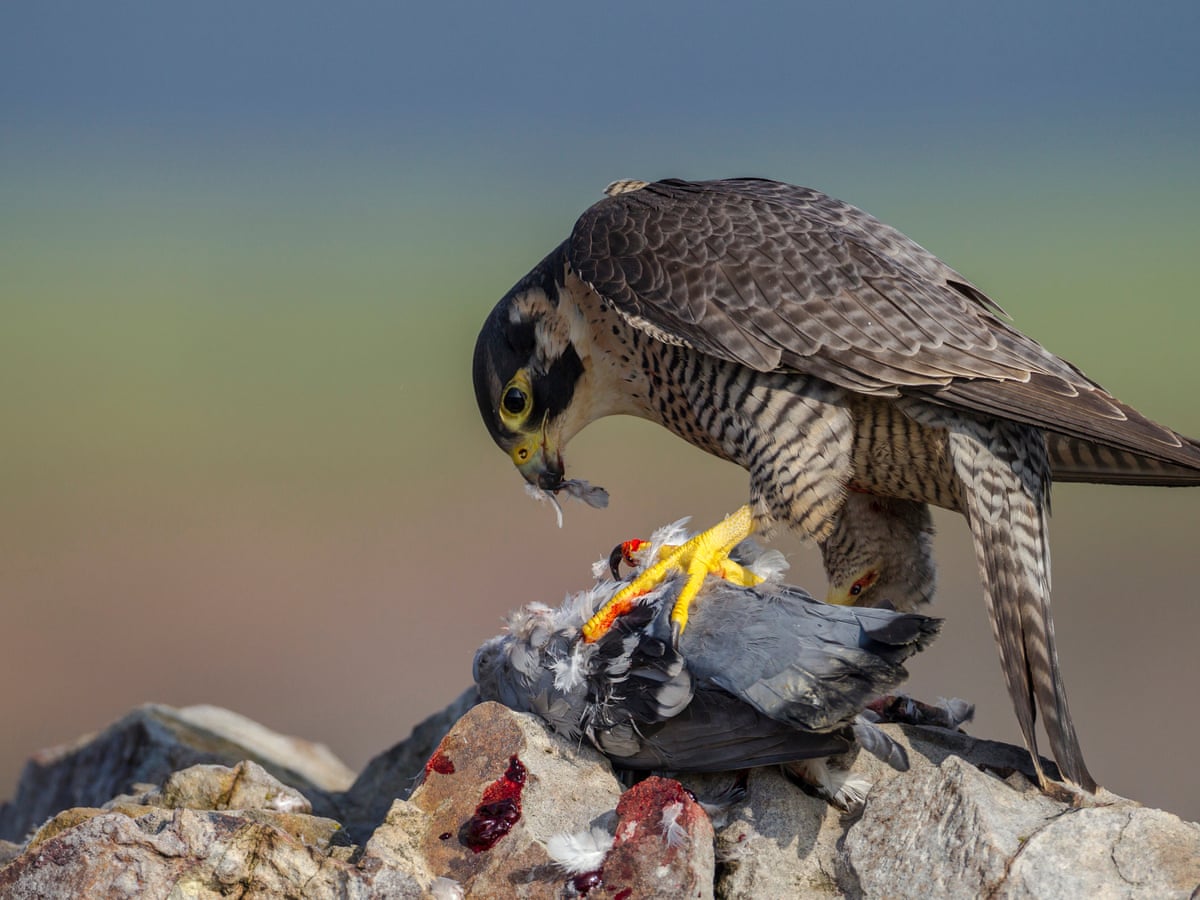 老鹰捕杀大鸟视频,老鹰吃鸟记录