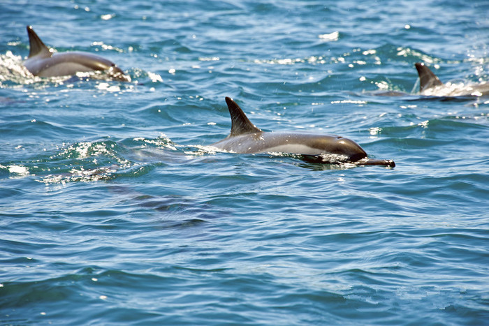 毛里求斯最大的特点,毛里求斯为什么叫伊甸